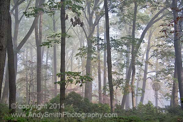 The Jenkins Woods on a Misty Morning